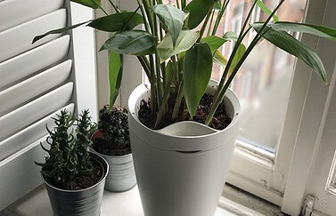 Parrot Pot met planten