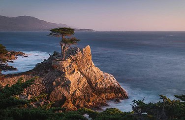 Monterey Wallpaper Lone Cypress