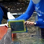 Dolfijn Merlin en de iPad