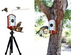 Bird Photo Booth 1