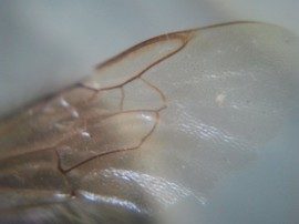 Micro Phone Lens voorbeeld