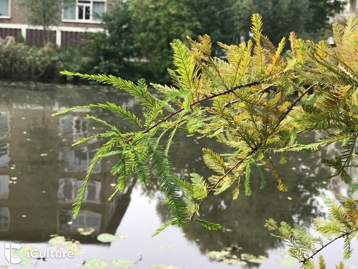 iPhone 7 cameratest: Een plant, gefotografeerd met de normale fotofunctie van de iPhone 7 Plus