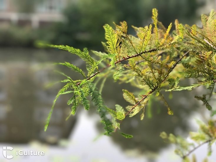 iPhone 7 cameratest: Een plant, gefotografeerd met de portretfunctie van de iPhone 7 Plus