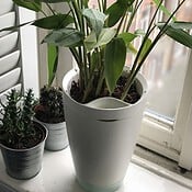 Parrot Pot met planten