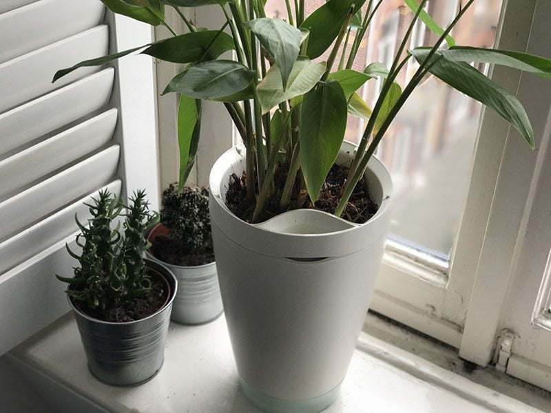 gips verkorten Bestrooi Review: Parrot Pot, de bloempot die zelf water geeft