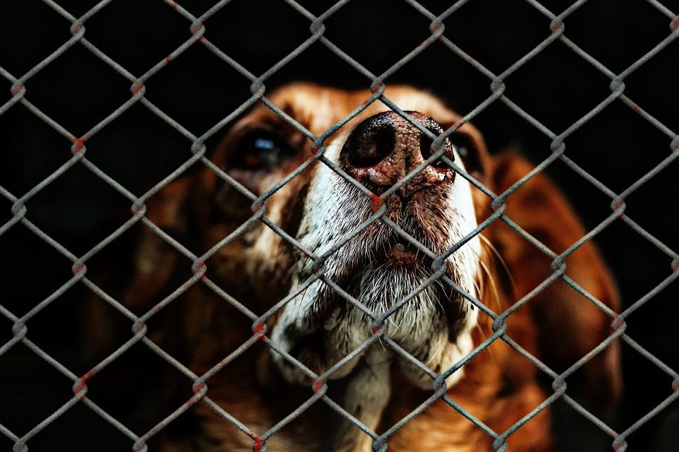 Goede doelen voor dieren