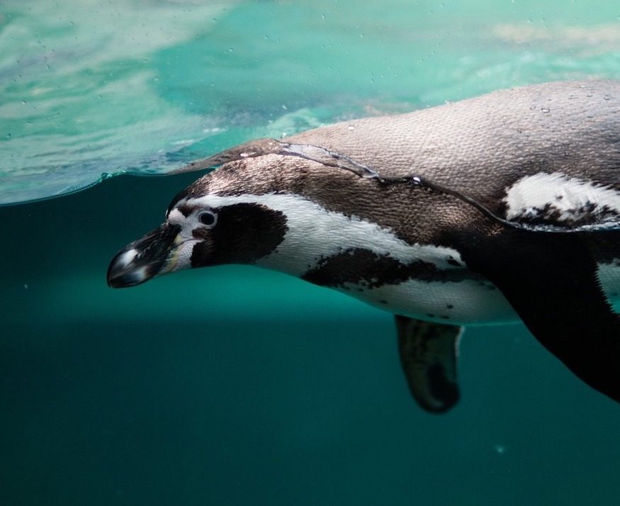 Greenpeace laat je zoeken naar Pinguïns in AR
