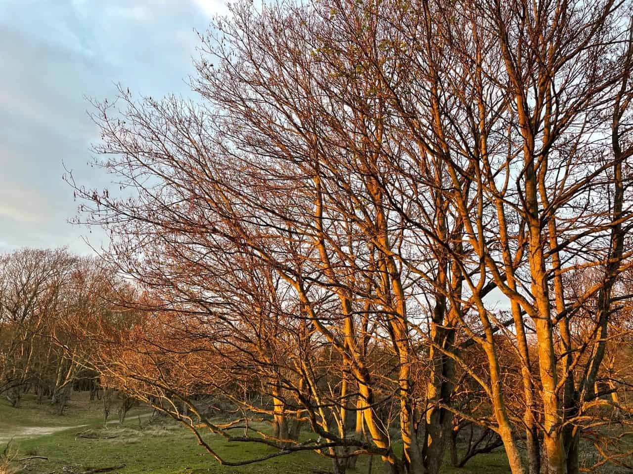 Foto zonsondergang met bomen, gemaakt met iPhone 12 mini.