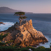Monterey Wallpaper Lone Cypress