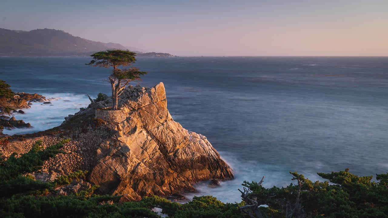 Monterey Wallpaper Lone Cypress